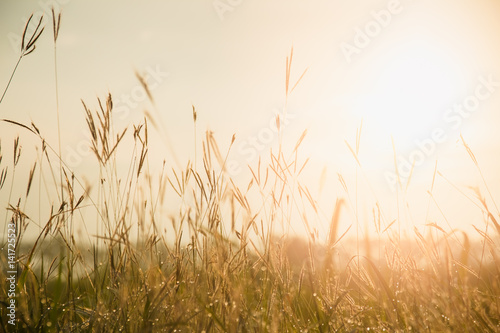 Grass flowers with sunset background.
