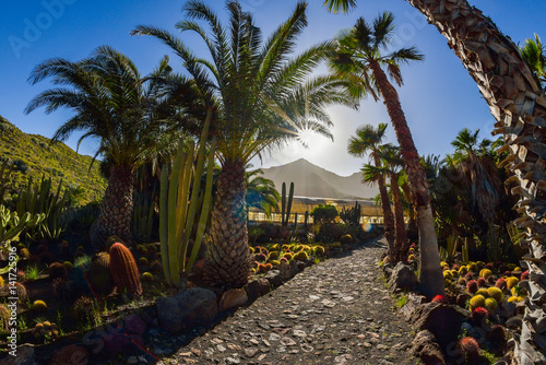 Cactus garden in Gran Canaria island, Spain
 photo