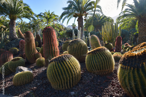 Cactus garden in Gran Canaria island, Spain
 photo