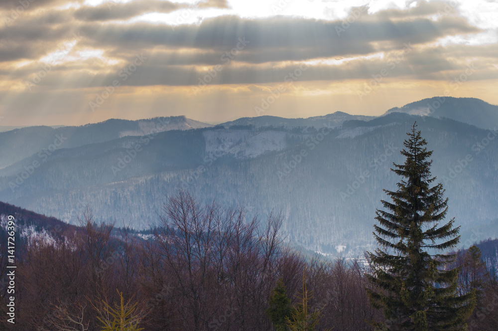 hills covered in snow in the Carpathian mountain range. high evergreen spruce and pine trees. Frosty winter day; dramatic clouds in the blue sky with sun rays