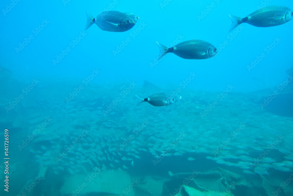 View from submarine in Puerto de Mogan, Gran Canaria, Spain View from submarine in Puerto de Mogan, Gran Canaria, Spain