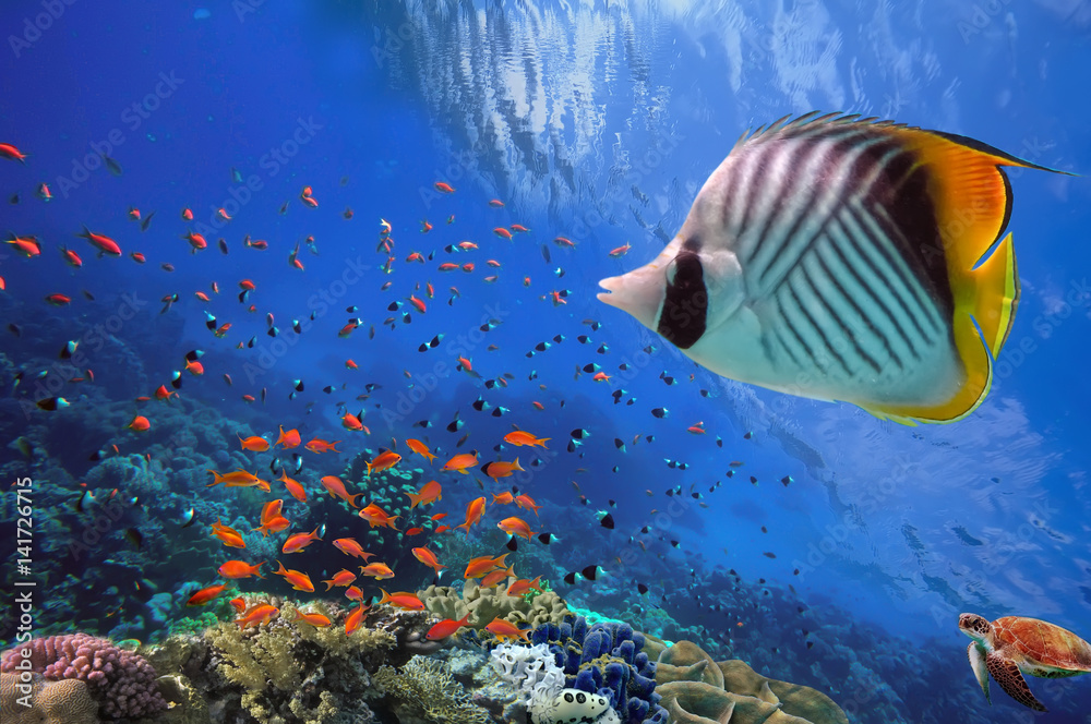 Fototapeta premium Zdjęcie tropikalnej ryby na rafie koralowej