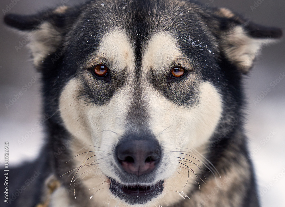 Beautiful alaskan malamute  . Alaskan malamute in the nature, in the winter time.