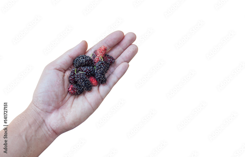 hand holding mulberries Isolated on white background