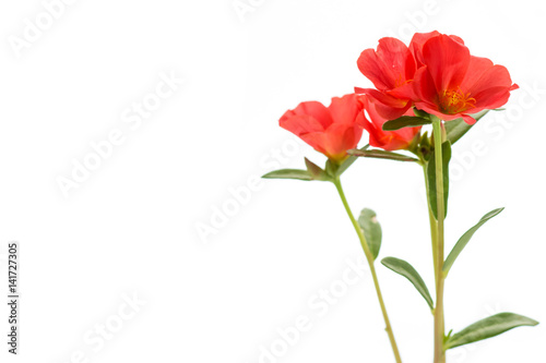 Red flower common purslane , flower Portulaca, Verdolaga, pigweed, isolate on white background.