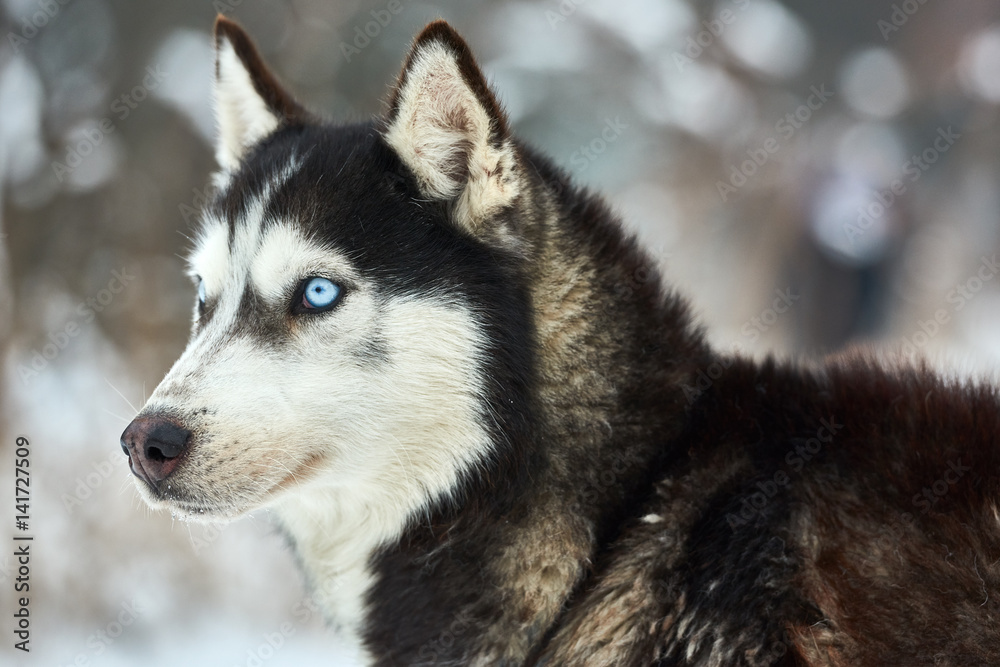 Close up on a beautiful husky dog. Siberian husky dog outdoors. Portrait of siberian husky in the nature in the winter time. Close up on a beautiful husky dog. Siberian husky dog outdoors. Portrait of siberian husky in the nature in the winter time.