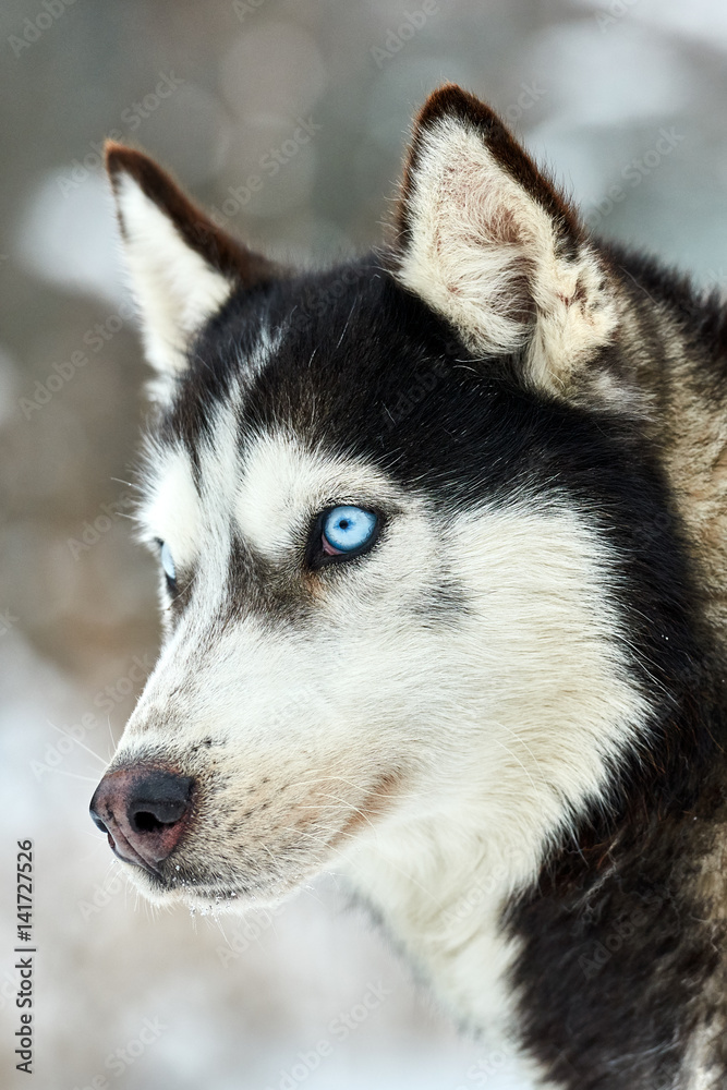 Close up on  a beautiful husky dog. Siberian husky dog  outdoors. Portrait of siberian husky in the nature in the winter time.
