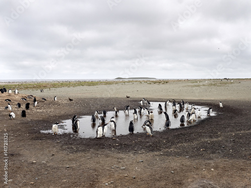 group Gentoo penguin, Pygoscelis Papua, in a small lagoon, Sera Lion Island, Falkland