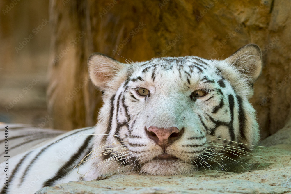 Image of a white tiger on nature background. Wild Animals. Image of a white tiger on nature background. Wild Animals.