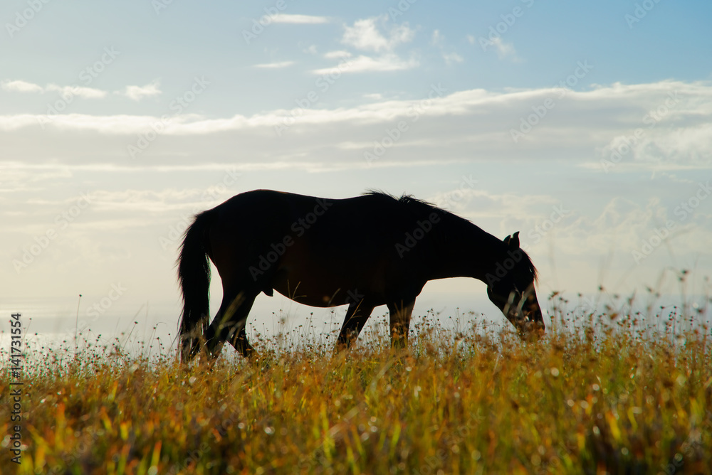 custom made wallpaper toronto digitalEaster Island Wild Horse