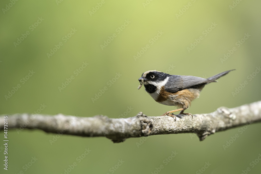 Naklejka premium Black-throated Tit hold food in mouth for feeding in nature