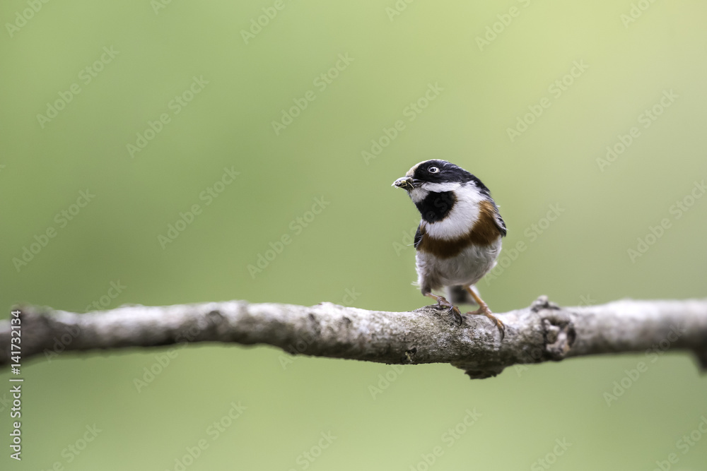 Naklejka premium Black-throated Tit hold food in mouth for feeding in nature