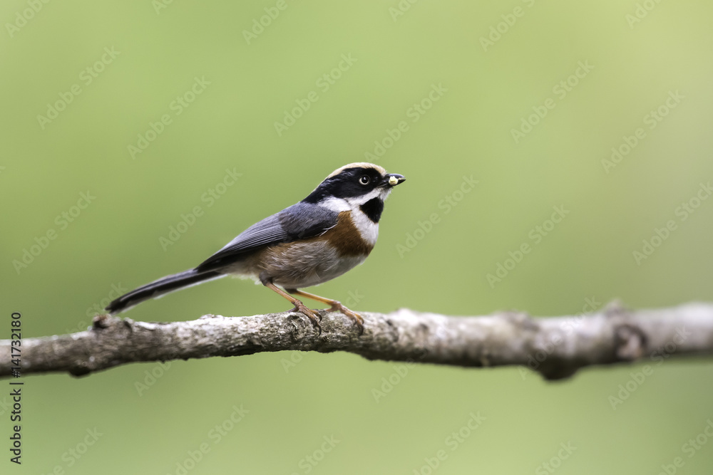 Black-throated Tit hold food in mouth for feeding in nature Black-throated Tit hold food in mouth for feeding in nature