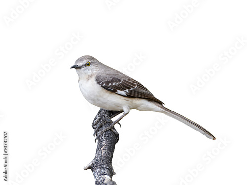 Canvas Print Northern Mockingbird on White Background, Isolated