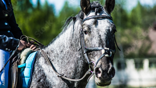 Лошадь © gorskayaphoto