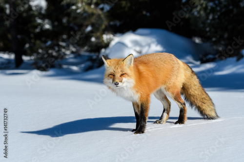 Red Fox Walking on Snow in Winter