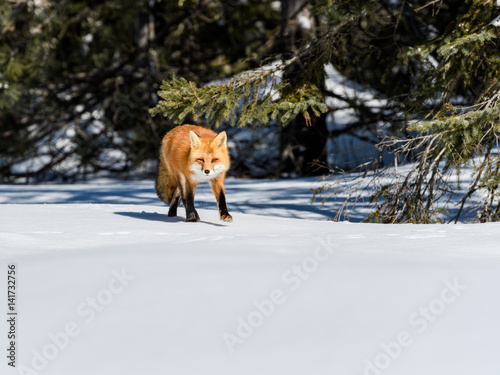 Red Fox Walking on Snow in Winter