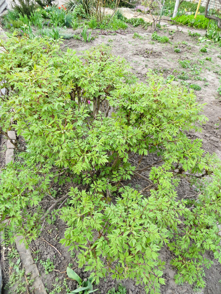 Paeonia suffruticosa, tree peony Paeonia suffruticosa, tree peony