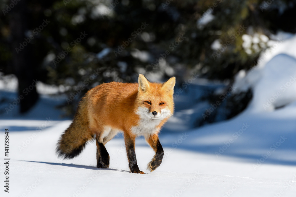 Red Fox Walking on Snow in Winter