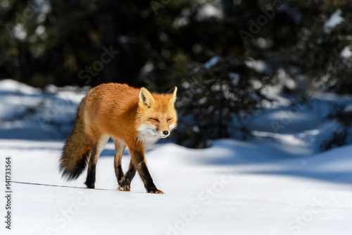 Red Fox Walking on Snow in Sunny Winter Day
