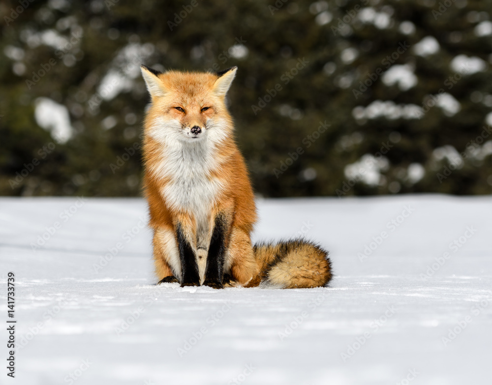 Red Fox Sitting on Snow in Winter Stock Photo