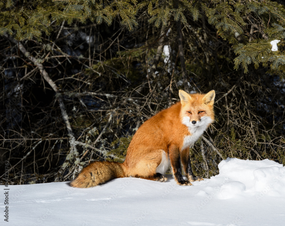 Red Fox Sitting on Snow in Winter Red Fox Sitting on Snow in Winter