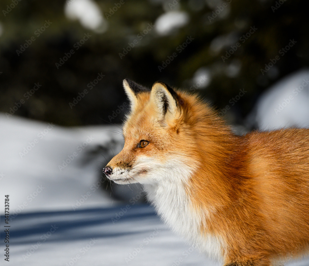 Fototapeta premium Red Fox Portrait in Winter