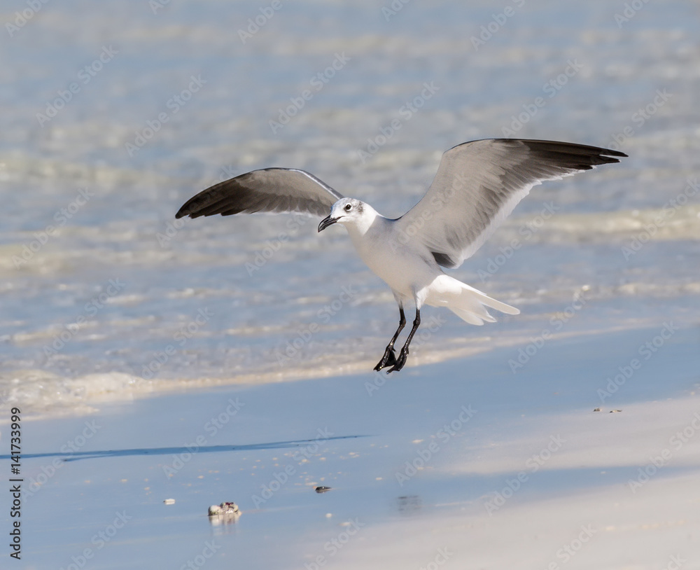 Laughing Gull Landing on the Beach with Open Wings Laughing Gull Landing on the Beach with Open Wings