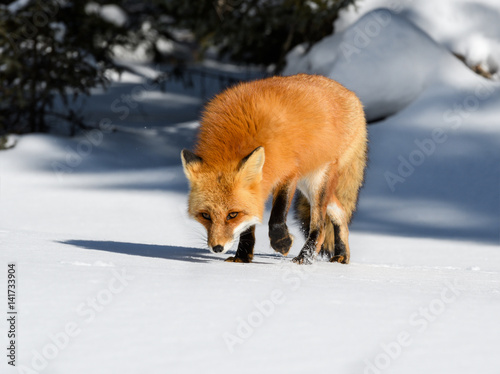 Red Fox Walking on Snow in Winter © FotoRequest