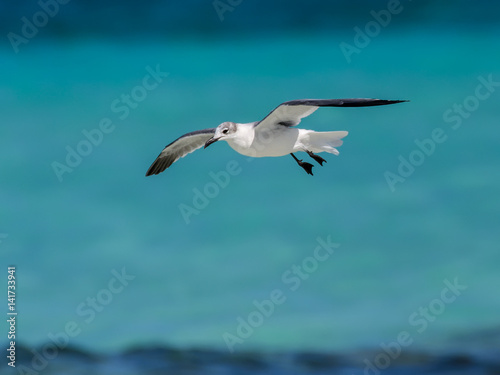 Laughing Gull in Flight Over Ocean 