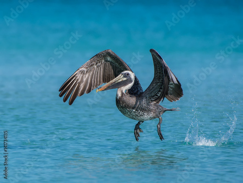 Brown Pelican in Flight Taking Off