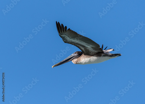 Brown Pelican in Flight against Blue Sky