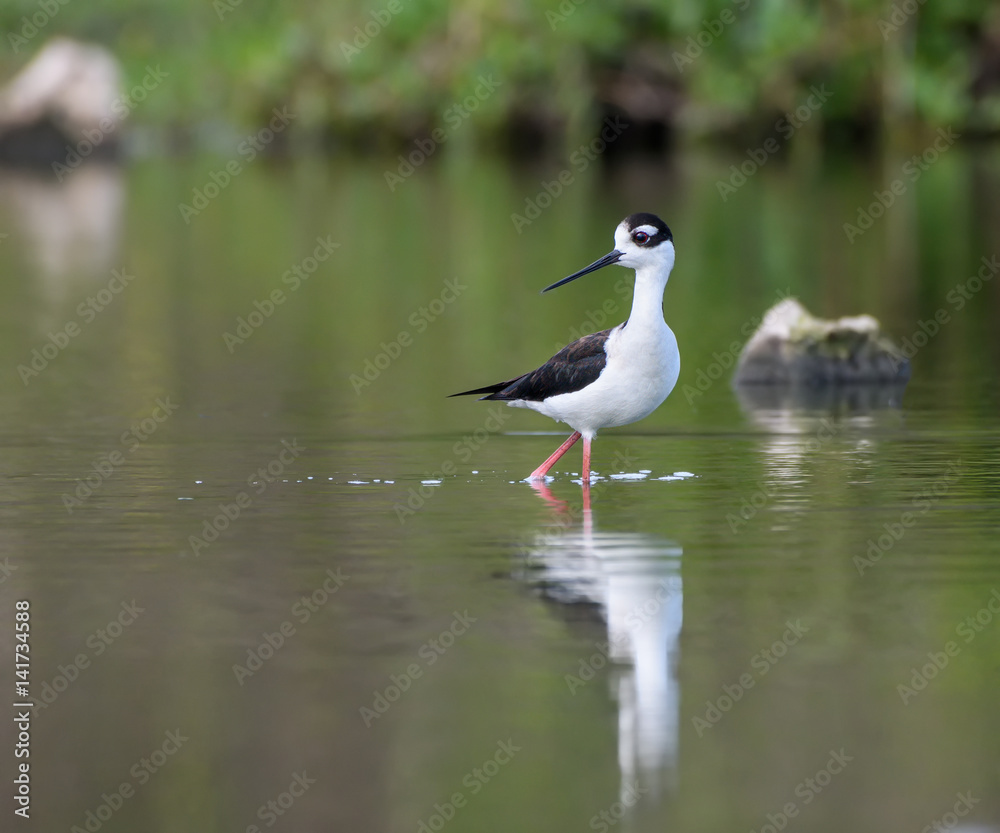 Black-necked Stilt Black-necked Stilt