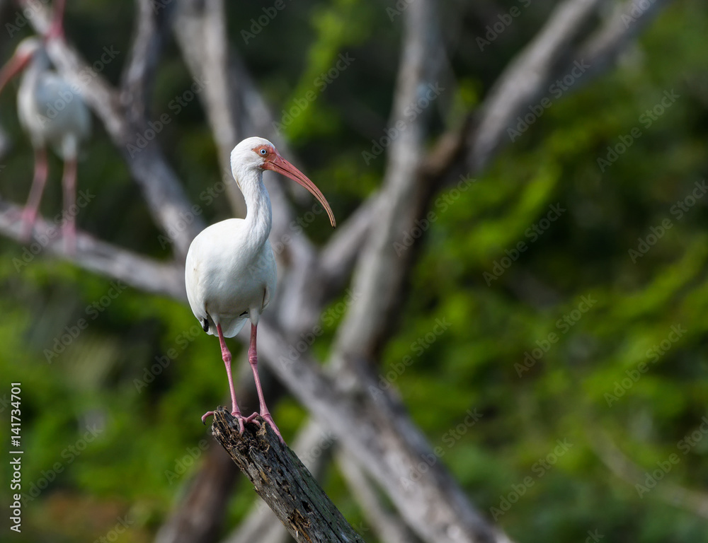 Naklejka premium American White Ibis