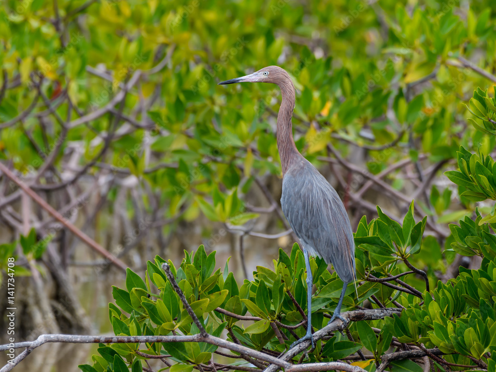 Fototapeta premium Reddish Egret Foraging