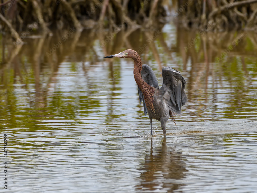 Fototapeta premium Reddish Egret