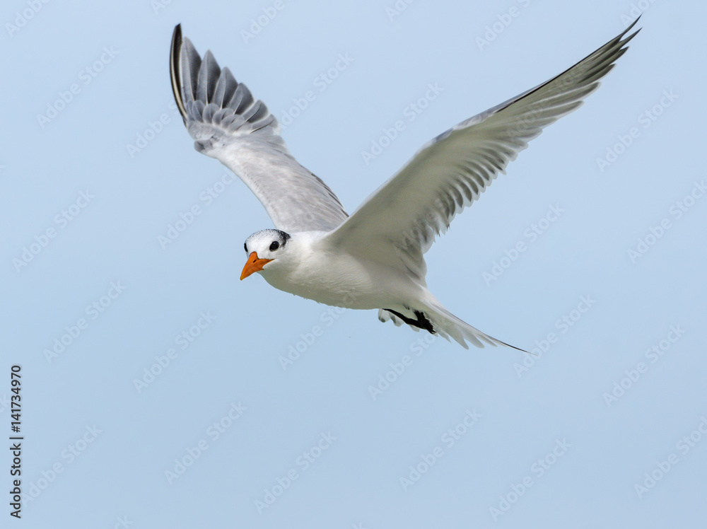 Obraz premium Royal Tern in Flight