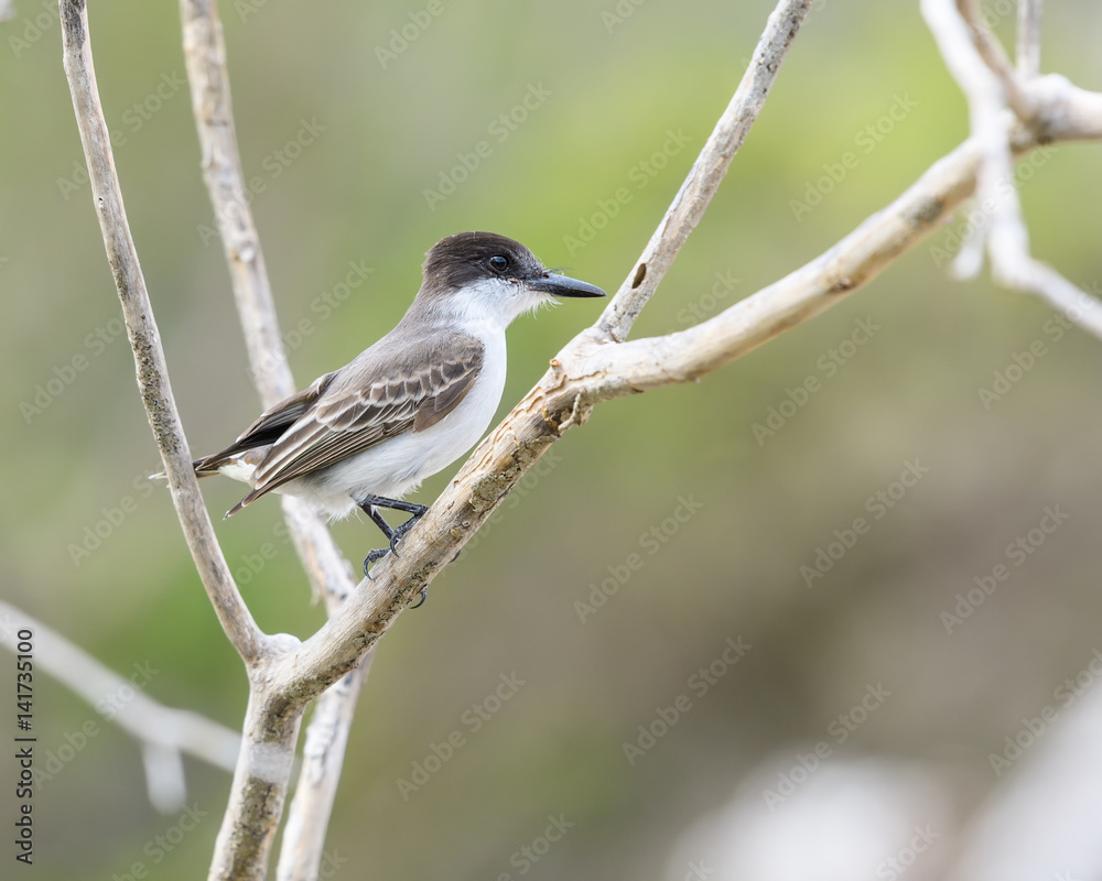 Fototapeta premium Loggerhead Kingbird