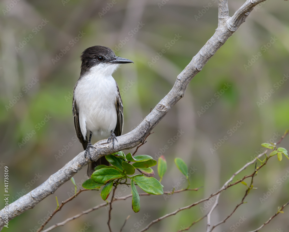 Fototapeta premium Loggerhead Kingbird