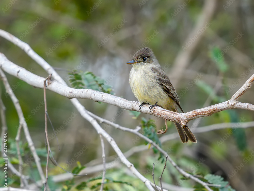 Fototapeta premium Cuban Pewee