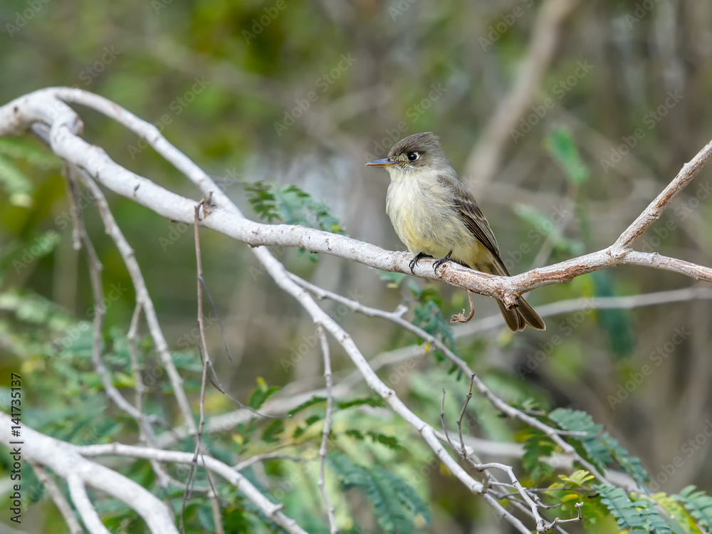 Cuban Pewee Cuban Pewee