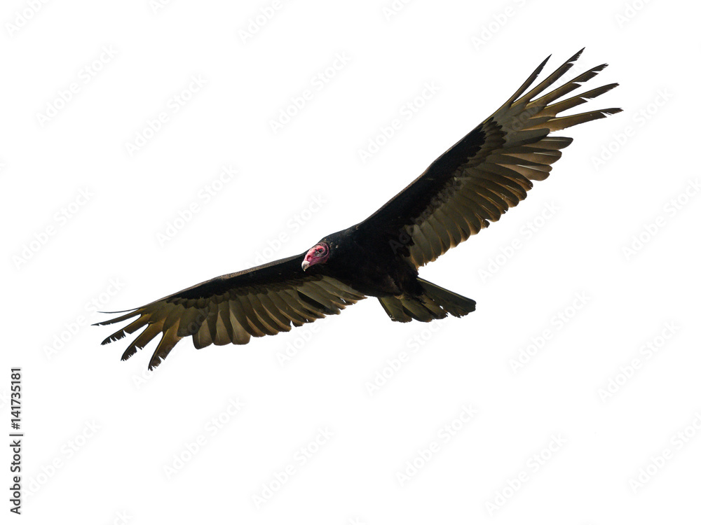 Naklejka premium Sęp indyka w locie na białym tle, na białym tle