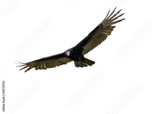 Turkey Vulture in Flight on White Background, Isolated