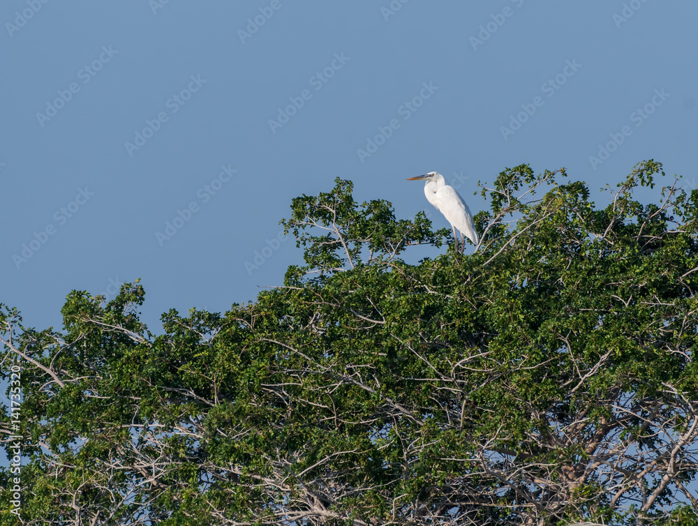 Fototapeta premium Great Blue Heron White Morph Perched in Green Trees