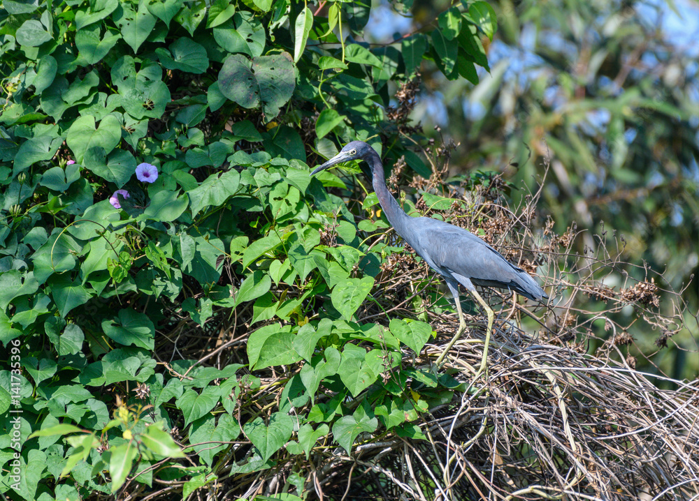 Fototapeta premium Little Blue Heron