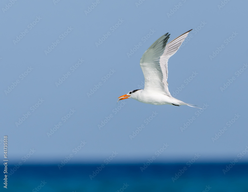 Royal Tern in Flight on Blue Sky