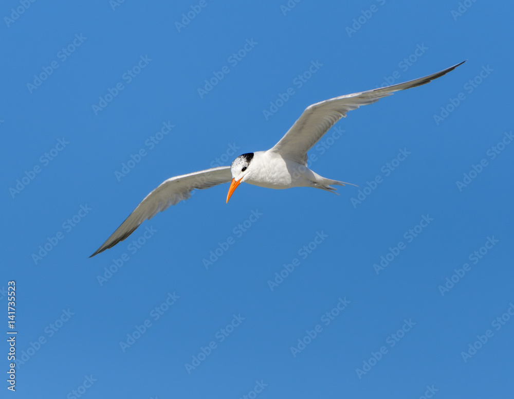 Fototapeta premium Royal Tern in Flight on Blue Sky