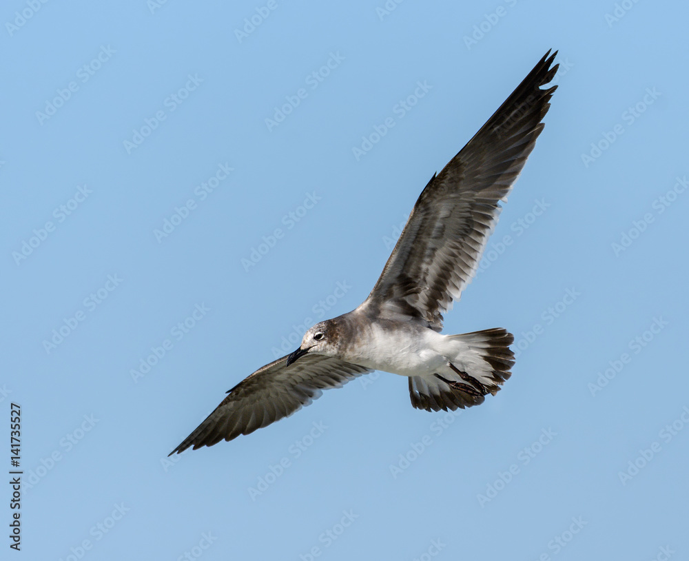 Laughing Gulls in Flight on Blue Sky Laughing Gulls in Flight on Blue Sky