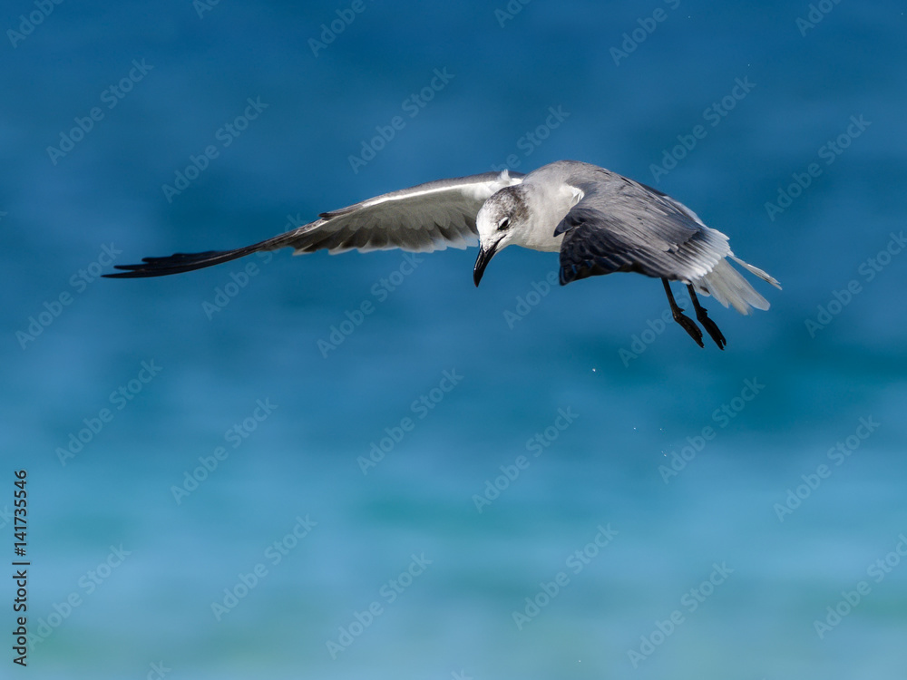 Fototapeta premium Laughing Gull in Flight against Blue Ocean