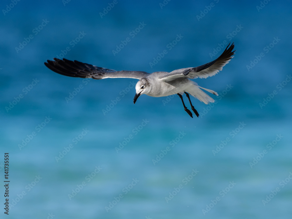 Fototapeta premium Laughing Gull in Flight Over Ocean